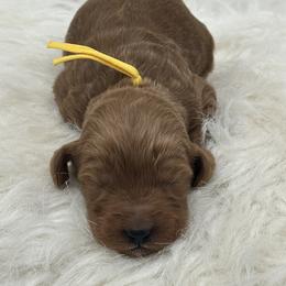 Yellow Girl - Red  female Goldendoodle puppy in Waskom, Texas from Pearls & Curls doodles & poodles