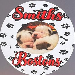 Boston Terrier Puppies from Smith's Boston Terriers