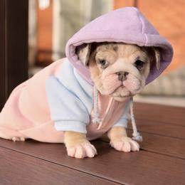 Katerina - Lilac tri-color female Bulldog puppy in Fort Oglethorpe, Georgia from Jhuntfrenchies