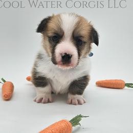 Ron - Red male Pembroke Welsh Corgi puppy in Kiowa, Colorado from Cool Water Corgis LLC