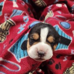 Rorshach - Black and white male Basset Hound puppy in Oviedo, Florida from Boss Farms