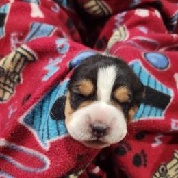 Rorshach - Black and white male Basset Hound puppy in Oviedo, Florida from Boss Farms