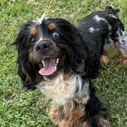 Whiskey - Cocker Spaniel