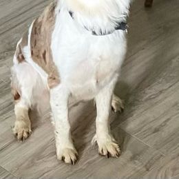 Aussiedoodles from Pawsome K-Town Breeders