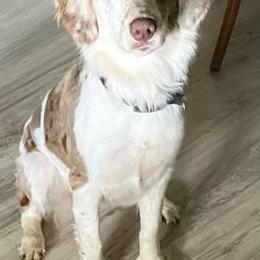 Aussiedoodles from Pawsome K-Town Breeders