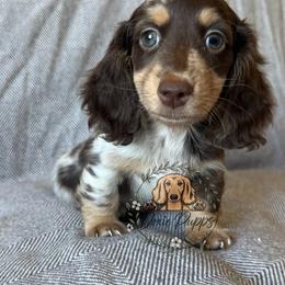 Cocoa - Dapple male Dachshund puppy in Perris, California from Doxie_pupps