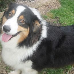 Australian Shepherds and Pomeranians from Fantasy Pomeranians