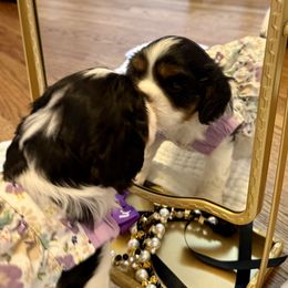 Cavalier King Charles Spaniel Puppies from Reynolds Farms Cavaliers