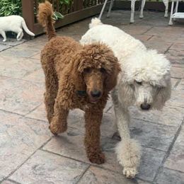 Poodles from Roaring Brook Standards LLC