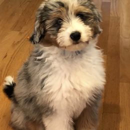 Aussiedoodle Puppies from Crystal Ridge Doodles