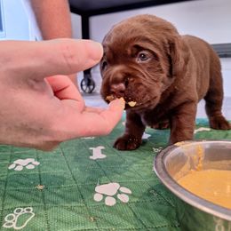 Labrador Retriever Puppies from Fetching Labrador Retrievers