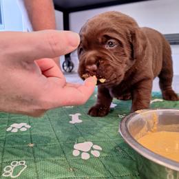 Labrador Retriever Puppies from Fetching Labrador Retrievers