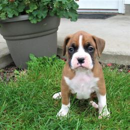 Boxer Puppies from Marion Troyer's Boxers