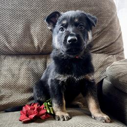 Orange Boy - Black and tan male German Shepherd puppy in Ashland, Ohio from Peachy Puppies