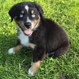 Baloo - Black tri-color male Australian Shepherd puppy in Peach Bottom, Pennsylvania from Arcadia Australian Shepherds