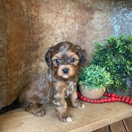 Cavapoo and Coton de Tulear Puppies from Big Gulch Puppies