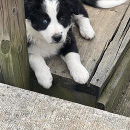 Border Collie Puppies from Roaring River Border Collies
