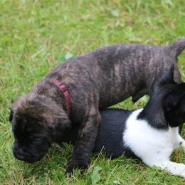 Boerboel Puppies from Northland Boerboels