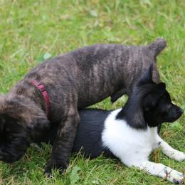 Boerboel Puppies from Northland Boerboels