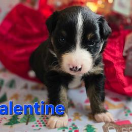 Valentine (Jason) - Black tri-color male Australian Shepherd puppy in Smithfield, Utah from Invictus Farms