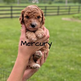 Mercury - Red male Cavapoo puppy in Amboy, Indiana from Wag'in Tails