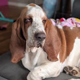 Basset Hound puppies from The Clumsy Kentucky Bassets