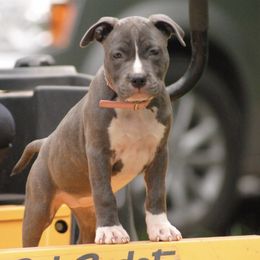 American Staffordshire Terriers from River Oaks Kennel