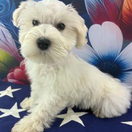 Dory - Wheaten female Miniature Schnauzer puppy in Sylvania, Georgia from Southern Sky Miniature Schnauzers