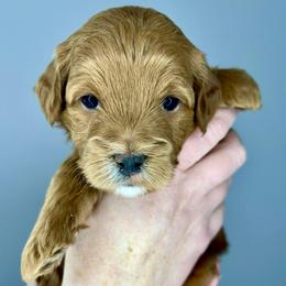 Black Boy - Red  male Goldendoodle puppy in Greeley, Colorado from Millie Billie Doodles