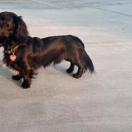 Kasper - Dachshund
