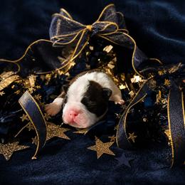 Classic Seal Brindle - Seal brindle and white male Boston Terrier puppy in San Antonio, Texas from JT Bostons