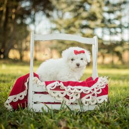 Poodle Puppies from Moore Poodles