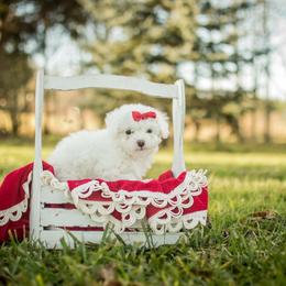 Poodle Puppies from Moore Poodles