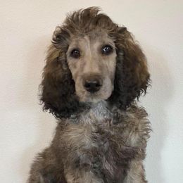 Poodles from Cindy L Bugg