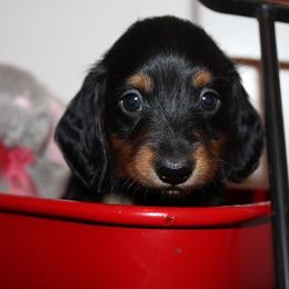 Boy 2 - Black and tan male Dachshund puppy in Craig, Colorado from Rocky Mountain Shih Tzus and Dry Creek Miniature Dachshunds
