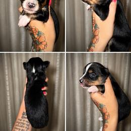 Fern - Black tri male Toy Australian Shepherd puppy in Carlsbad, New Mexico from New Mexico Aussies