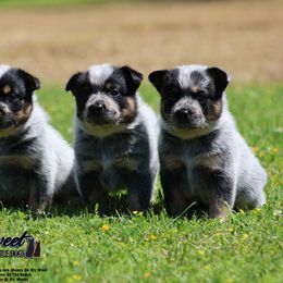 Australian Cattle Dog Puppies from The Sweet Kennels