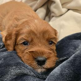 Girl 1 - Red female Cavapoo puppy in Knoxville, Tennessee from Shannan's Cavapoos