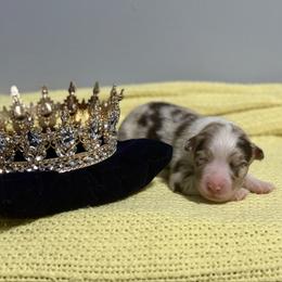 Queen - Red merle female Australian Shepherd puppy in Dallas, Georgia from Sunsprite Aussies