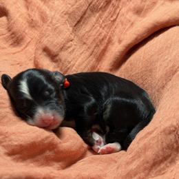 Reeses - Tri-color female Bernedoodle puppy in El Campo, Texas from Little Fur Friends Bernedoodles