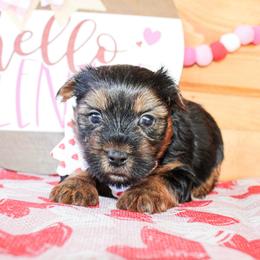 Shilo - Black and tan male Yorkshire Terrier puppy in Hugo, Oklahoma from Ann R.