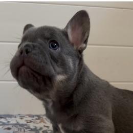 Luigi - Blue male French Bulldog puppy in Las Vegas, Nevada from Haus of Sin City Hunz