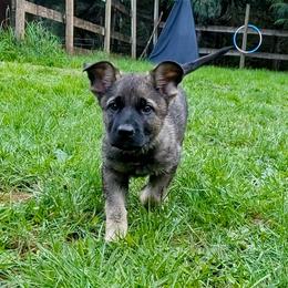 Red collar girl - Sable female German Shepherd puppy in Molalla, Oregon from Von Overen German Shepherds