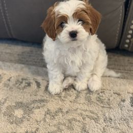 Cavalier King Charles Spaniel and Cavapoo Puppies from KC’s Cavs& Creams
