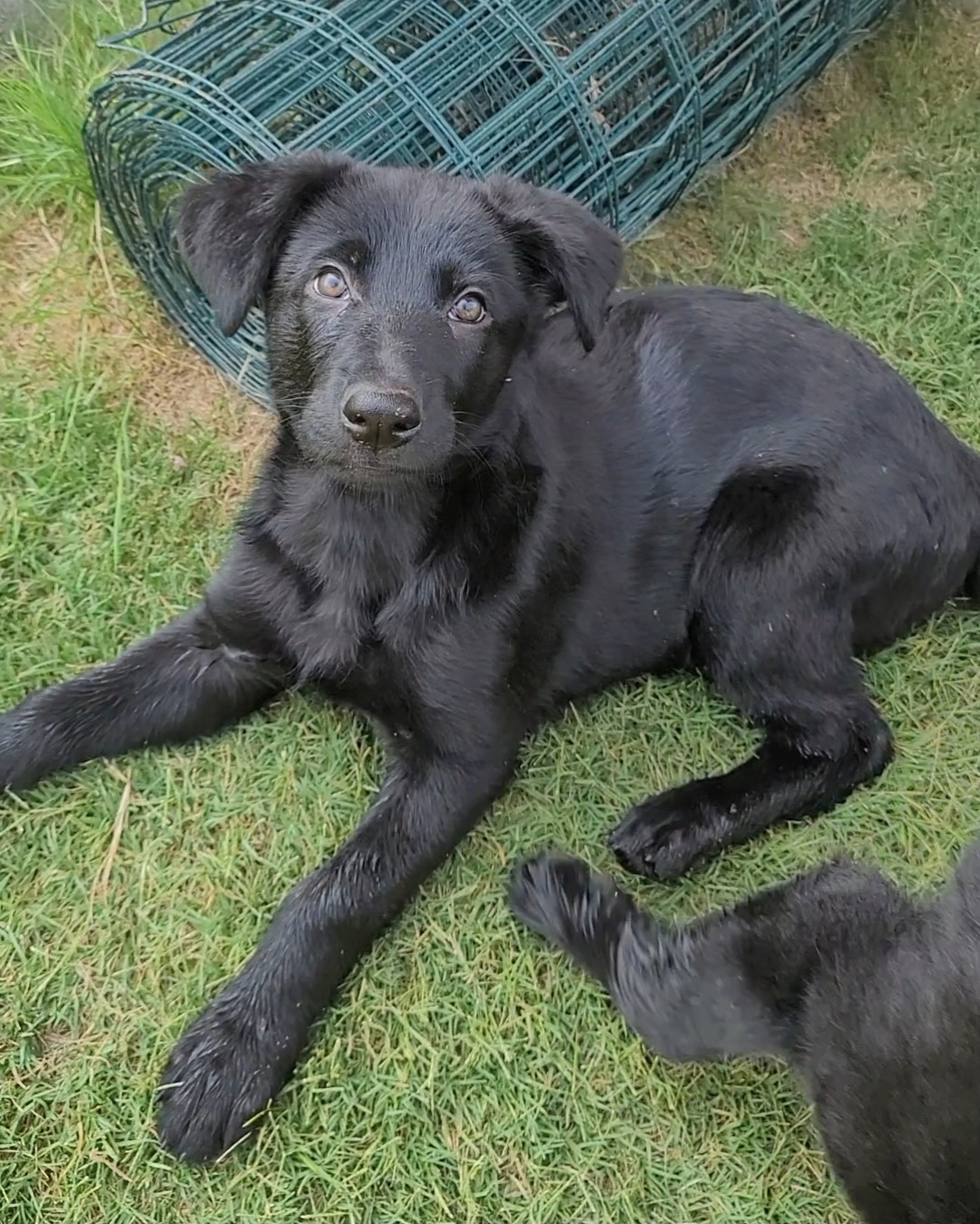 Jean Gray Pink Collar - Black German Shepherd puppy in Bartlett, Tennessee from Vigilant Shepherds