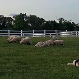 Pyrenean Mastiff All Grown Up from Bella Dulce