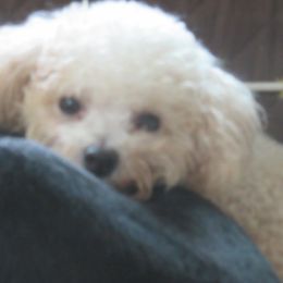 Maggie - Bichon Frise