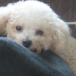 Maggie - Bichon Frise
