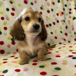 Shadow - Cream male Dachshund puppy in Deland, Florida from Island Farms Dachshunds Florida