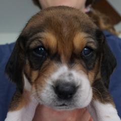 Femal 4 - Minty - Black white and tan female Harrier puppy in Waxhaw, North Carolina from Darkfire Harriers